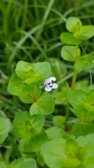 Lindernia microcalyx