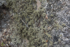 Ramalina siliquosa