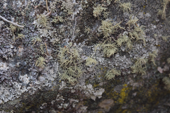 Ramalina siliquosa