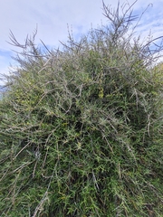 Parsonsia capsularis