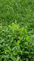 Lindernia microcalyx