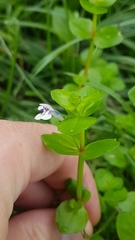 Lindernia microcalyx