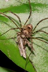 Forsteropsalis inconstans