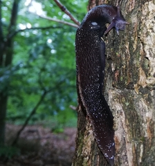 Limax cinereoniger