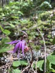 Calypso bulbosa occidentalis