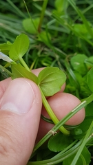 Lindernia microcalyx