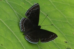Riodinidae
