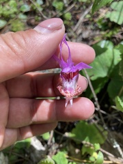 Calypso bulbosa occidentalis