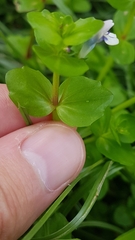 Lindernia microcalyx