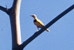 Tmetothylacus tenellus