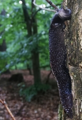 Limax cinereoniger