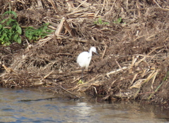 Egretta garzetta garzetta