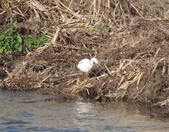 Egretta garzetta garzetta