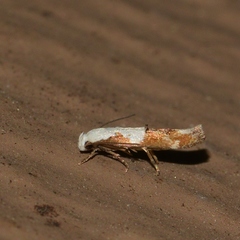 Mompha circumscriptella