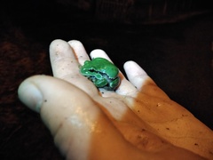Hyla arborea