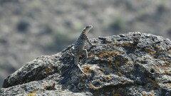 Paralaudakia caucasia