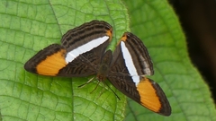 Adelpha cytherea