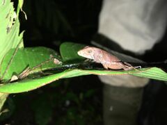 Cochran's Neusticurus photo 4