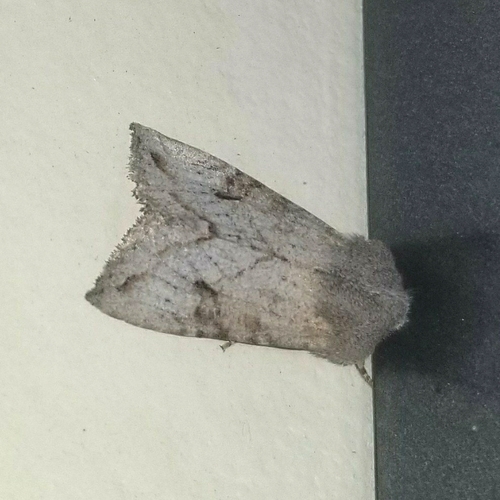 Orthosia erythrolita photo 4