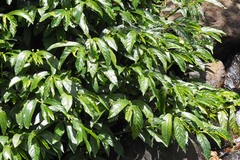 Elatostema reticulatum
