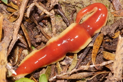 Arthurdendyus testaceus