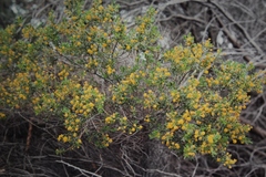 Verticordia chrysantha