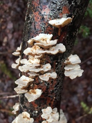 Antrodiella
