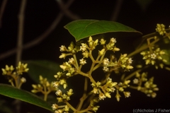 Parsonsia fulva