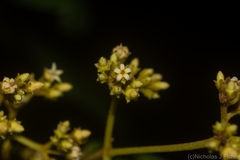Parsonsia fulva