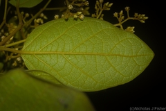 Parsonsia fulva
