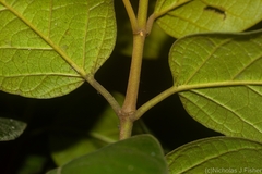 Parsonsia fulva