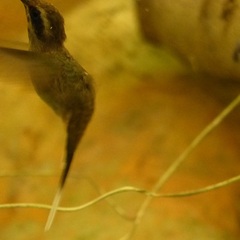 Phaethornis squalidus