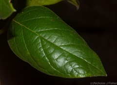 Parsonsia fulva
