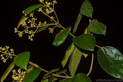 Parsonsia fulva