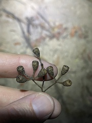 Eucalyptus microcorys