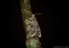 Copromorpha phaeosticta