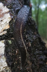 Limax cinereoniger