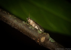 Copromorpha phaeosticta