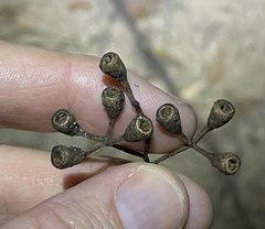Eucalyptus microcorys