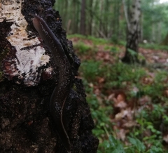 Limax cinereoniger