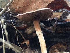 Lepiota decorata
