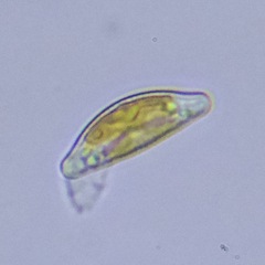 Cymbella
