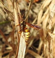 Poecilopompilus interruptus