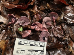 Pseudobaeospora deckeri