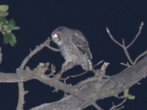 Grand-duc d'Oman (Bubo milesi)