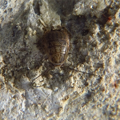 Capraiellus panzeri
