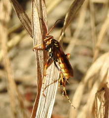Poecilopompilus interruptus