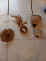 Agaricus fuscovelatus