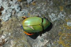 Chrysina macropus