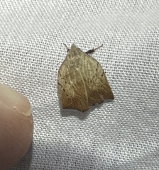 Tortricopsis pyroptis